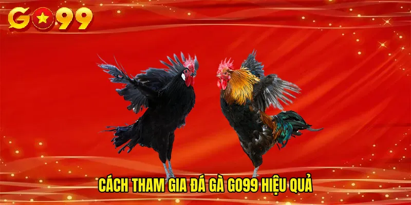 Cách tham gia Đá Gà GO99 hiệu quả